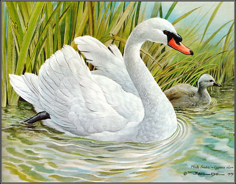   - pa BasilEde 20 Mute Swan