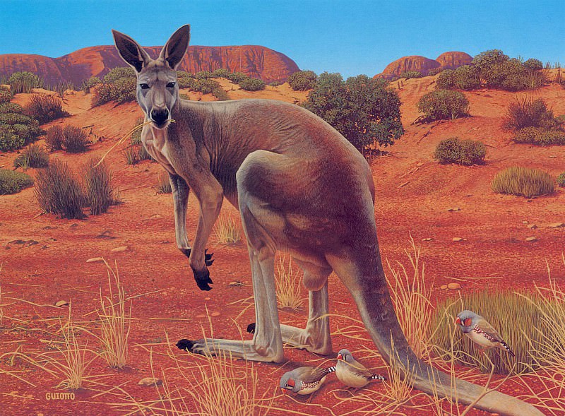 Oz AGls019 Ego Guiotto Red Kangaroo Painting. Guiotto, Эго