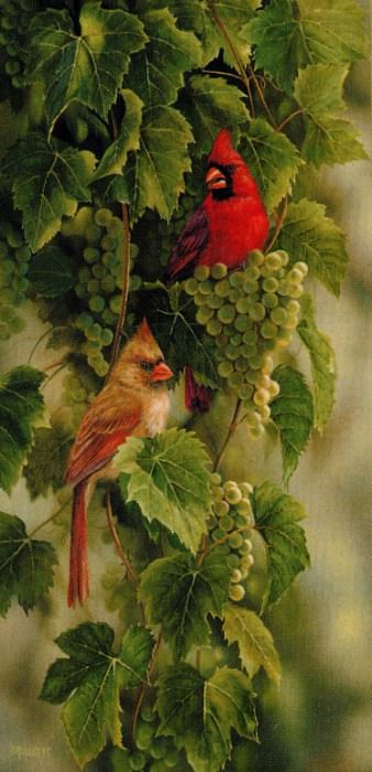 Rosemary Millette - Vineyard - Cardinal, De. �������� �������