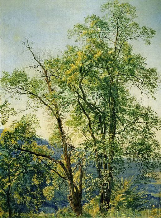 Александр Андреевич Иванов - Оливковое дерево. Долина Ариччи. 1842