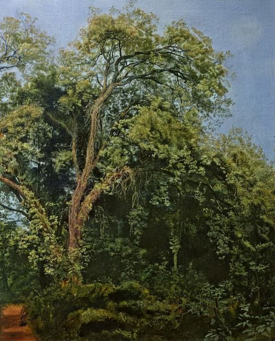 Александр Андреевич Иванов - Дерево в парке Киджи